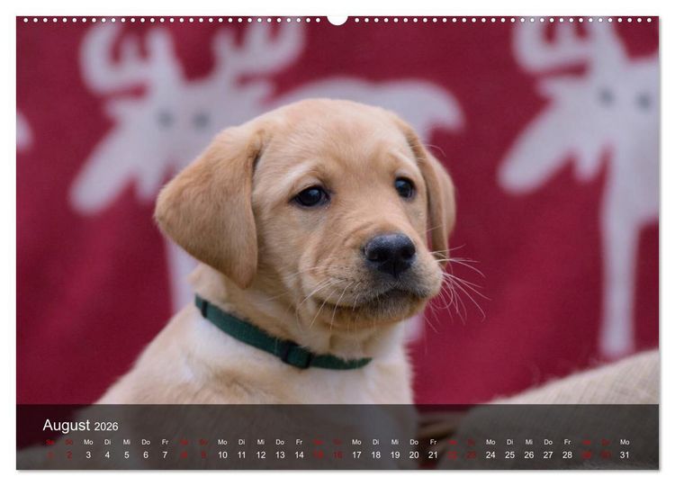 Produktbild: Labrador Retriever Welpen (Wandkalender 2026 DIN A2 quer), CALVENDO Monatskalender