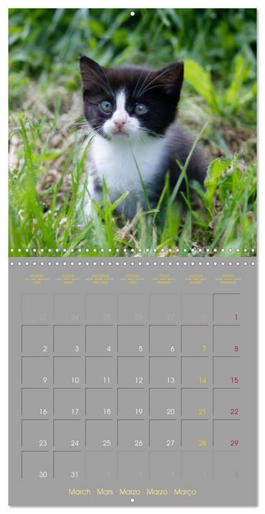 Produktbild: La vie de chatons (Calendrier mural carr&eacute; 2026 30x30 cm) Calendrier double avec une page pour vos prises de notes