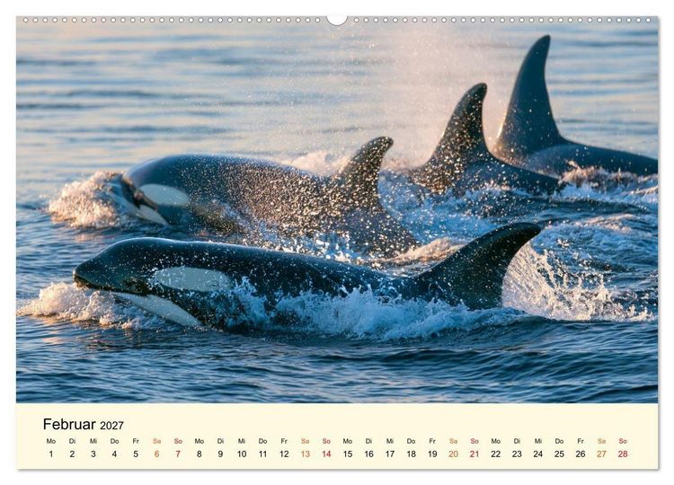 Produktbild: Orcas - Wilde Eleganz des Meeres (Wandkalender 2027 DIN A2 quer), CALVENDO Monatskalender