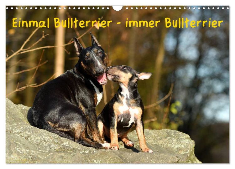 Produktbild: Einmal Bullterrier - immer Bullterrier (Wandkalender 2026 DIN A3 quer), CALVENDO Monatskalender