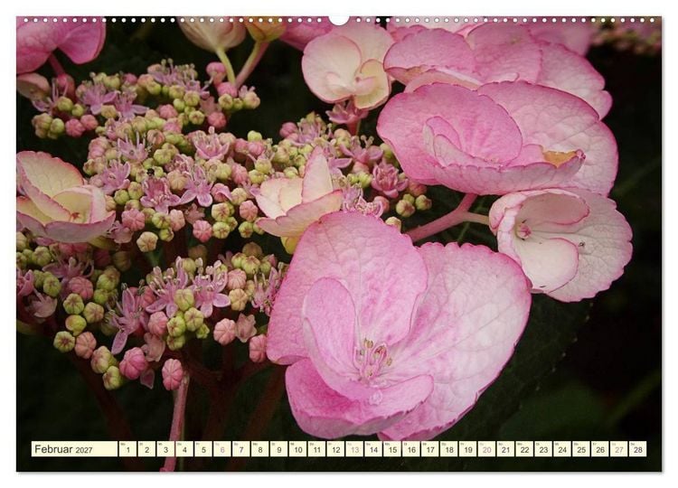 Produktbild: Hortensientr&auml;ume (Wandkalender 2027 DIN A2 quer), CALVENDO Monatskalender