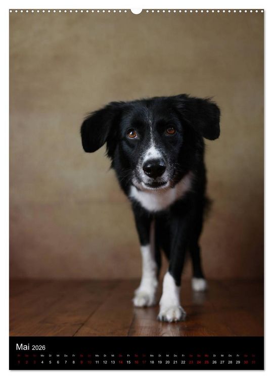 Produktbild: Geliebte Aussies - Australian Shepherds im Portrait (hochwertiger Premium Wandkalender 2026 DIN A2 hoch), Kunstdruck in Hochglanz