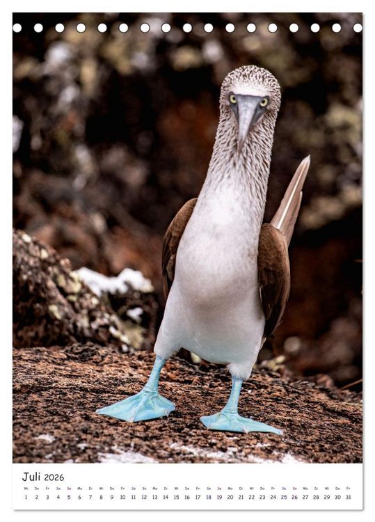 Produktbild: Wildlife - Die Tierwelt der Galapagos Inseln (Tischkalender 2026 DIN A5 hoch), CALVENDO Monatskalender