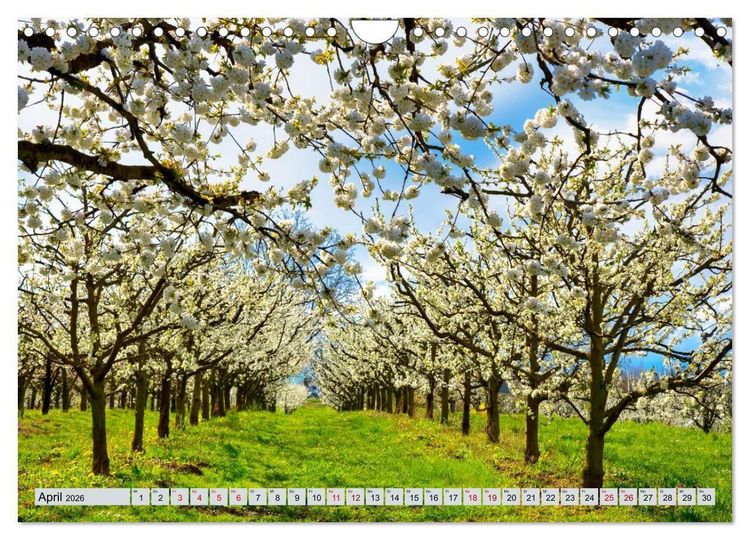 Produktbild: Weinregion Kaiserstuhl (Wandkalender 2026 DIN A4 quer), CALVENDO Monatskalender