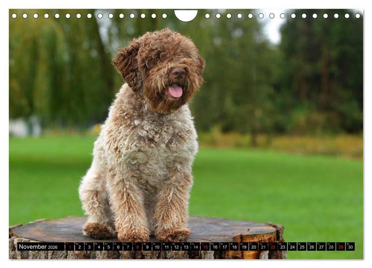 Produktbild: Lagotto Romagnolo - Italienischer Tr&uuml;ffelhund (Wandkalender 2026 DIN A4 quer), CALVENDO Monatskalender