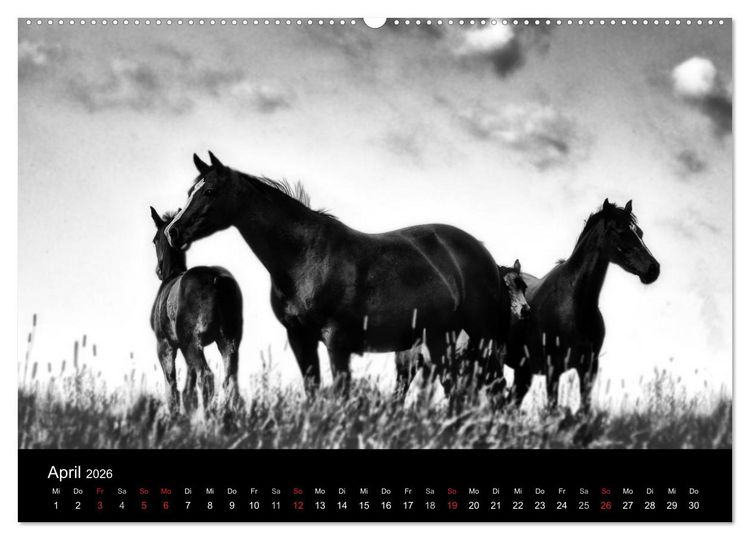 Produktbild: Pferde 2026 Wild Thing (Wandkalender 2026 DIN A2 quer), CALVENDO Monatskalender