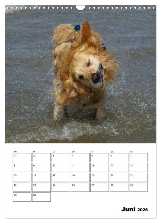 Produktbild: Gl&uuml;cklicher Golden Retriever (Wandkalender 2026 DIN A3 hoch), CALVENDO Monatskalender