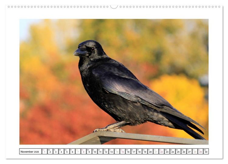 Produktbild: Rabenhafte Augenblicke (hochwertiger Premium Wandkalender 2026 DIN A2 quer), Kunstdruck in Hochglanz