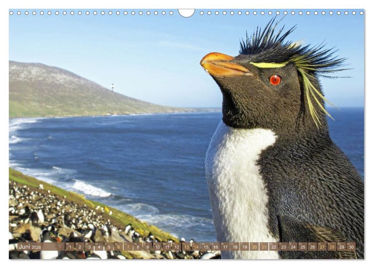 Produktbild: Pinguine: Gehupft wie gesprungen (Wandkalender 2026 DIN A3 quer), CALVENDO Monatskalender