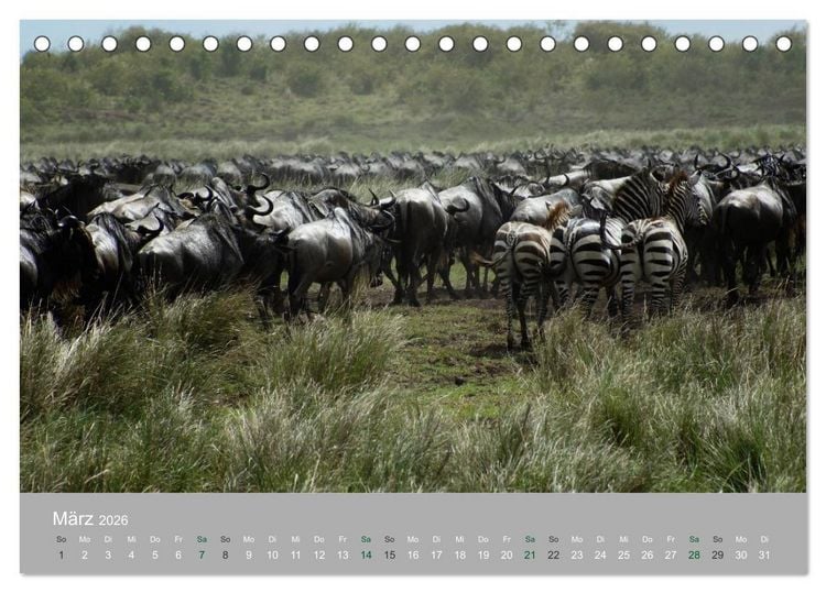 Produktbild: Safari Impressionen / Kenia (Tischkalender 2026 DIN A5 quer), CALVENDO Monatskalender
