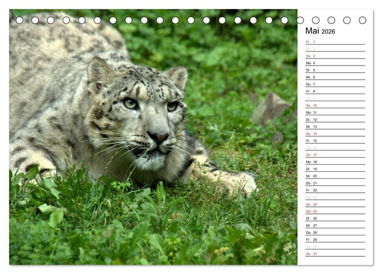 Produktbild: Der Schneeleopard (Tischkalender 2026 DIN A5 quer), CALVENDO Monatskalender