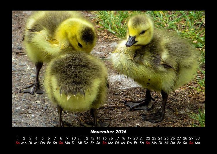 Produktbild: Enten 2026 Fotokalender DIN A3