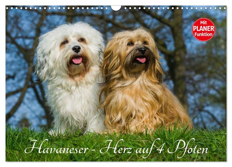 Produktbild: Havaneser - Herz auf 4 Pfoten (Wandkalender 2026 DIN A3 quer), CALVENDO Monatskalender