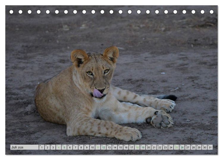 Produktbild: L&ouml;wen. Die K&ouml;nige Afrikas (Tischkalender 2026 DIN A5 quer), CALVENDO Monatskalender