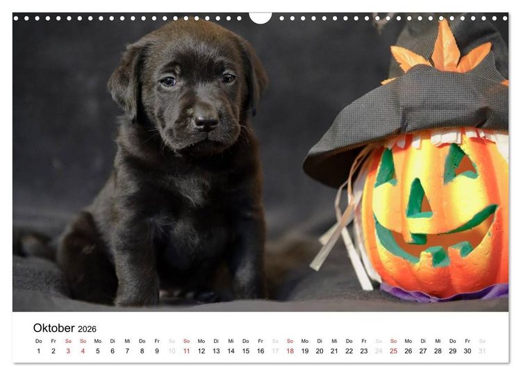 Produktbild: Labrador Welpen (Wandkalender 2026 DIN A3 quer), CALVENDO Monatskalender
