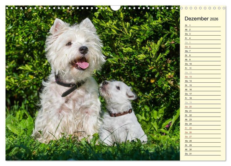 Produktbild: Kobold auf 4 Pfoten - West Highland White Terrier (Wandkalender 2026 DIN A3 quer), CALVENDO Monatskalender