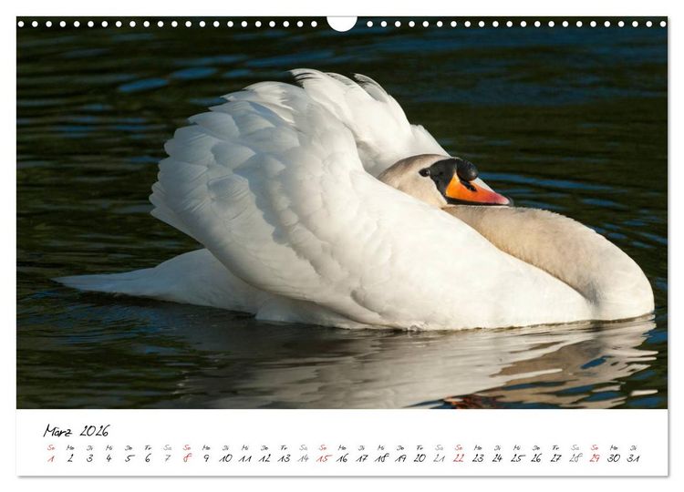 Produktbild: Ein Jahr mit den Schw&auml;nen (Wandkalender 2026 DIN A3 quer), CALVENDO Monatskalender
