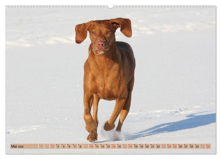 Produktbild: Magyar Vizsla - Vielseitiger Jagdhund mit Familienanschluss (Wandkalender 2026 DIN A2 quer), CALVENDO Monatskalender