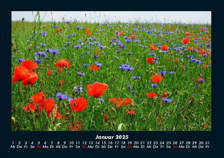 Produktbild: Blumentr&auml;ume 2025 Fotokalender DIN A4