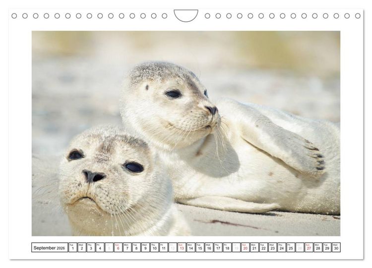 Produktbild: Seals on the Beach (Wall Calendar 2026 DIN A4 landscape), CALVENDO 12 Month Wall Calendar