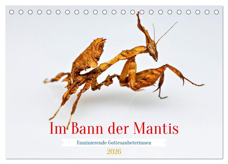 Produktbild: Im Bann der Mantis (Tischkalender 2026 DIN A5 quer), CALVENDO Monatskalender