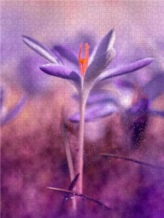 Produktbild: CALVENDO Puzzle Krokusse | 1000 Teile Lege-Gr&ouml;&szlig;e 64x48cm Foto-Puzzle f&uuml;r gl&uuml;ckliche Stunden