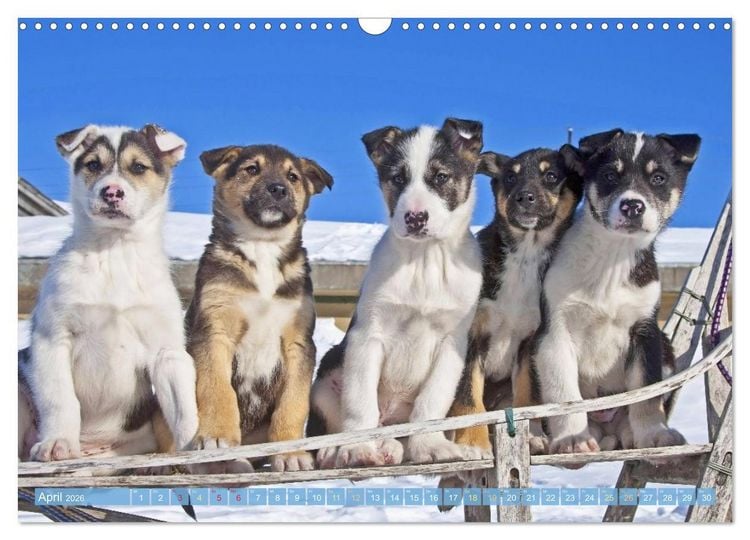 Produktbild: Schlittenhunderennen: Rasantes Schneetreiben (Wandkalender 2026 DIN A3 quer), CALVENDO Monatskalender
