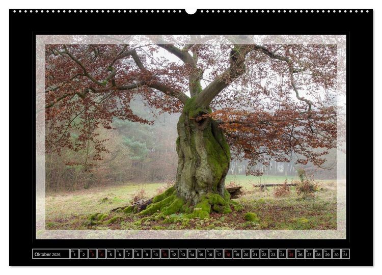Produktbild: Zauberwald HALLOH (hochwertiger Premium Wandkalender 2026 DIN A2 quer), Kunstdruck in Hochglanz