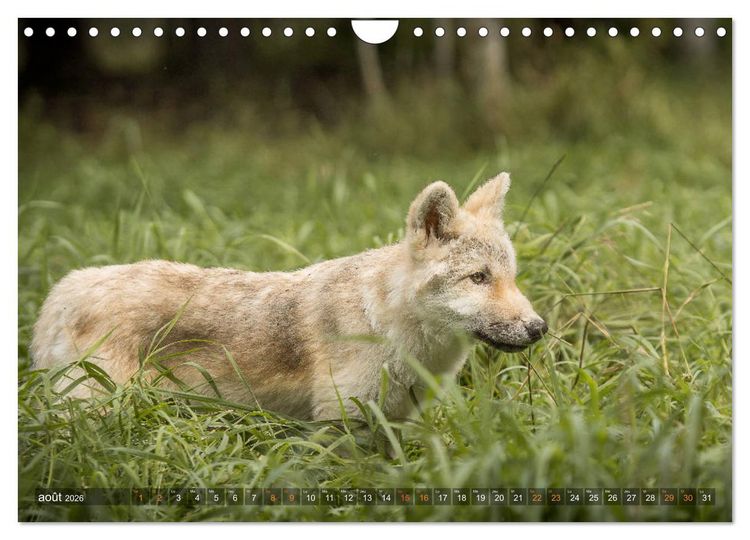 Produktbild: Les p'tits loups gris (Calendrier mural 2026 DIN A4 vertical), CALVENDO calendrier mensuel