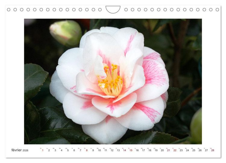 Produktbild: Cam&eacute;lias mystiques (Calendrier mural 2026 DIN A4 vertical), CALVENDO calendrier mensuel