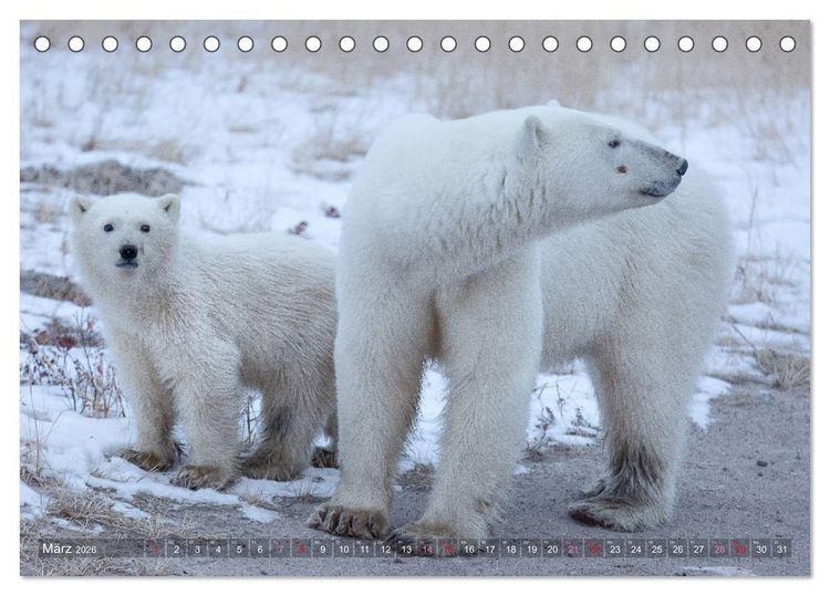 Produktbild: AN DER HUDSON BAY (Tischkalender 2026 DIN A5 quer), CALVENDO Monatskalender