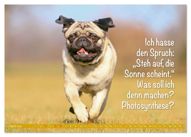 Produktbild: Der Mops: Nicht klein, sondern aufs Wesentliche reduziert. (Wandkalender 2026 DIN A3 quer), CALVENDO Monatskalender