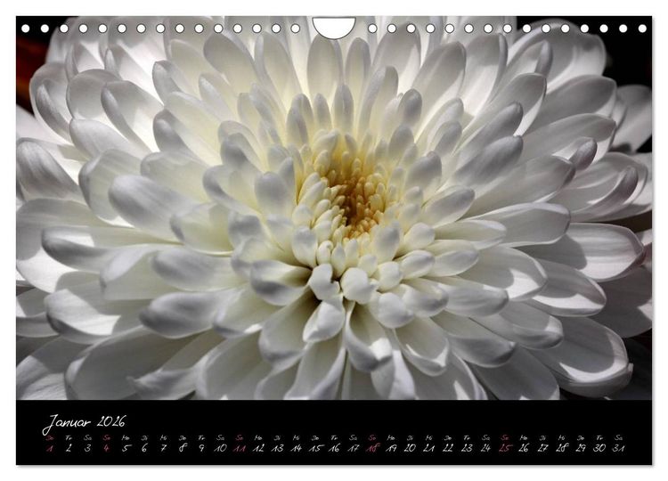 Produktbild: Floral Portraits - Blumen Impression (Wandkalender 2026 DIN A4 quer), CALVENDO Monatskalender