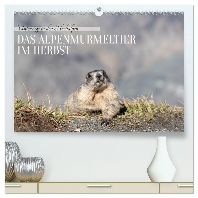 Produktbild: Unterwegs in den Hochalpen - Das Alpenmurmeltier im Herbst (hochwertiger Premium Wandkalender 2026 DIN A2 quer), Kunstdruck in Hochglanz