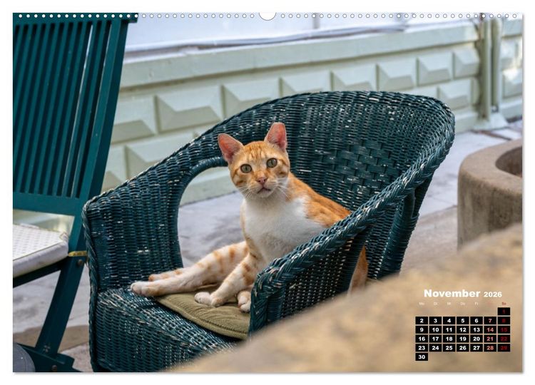 Produktbild: Katzen von Rhodos - Kleine G&ouml;tter auf vier Pfoten (hochwertiger Premium Wandkalender 2026 DIN A2 quer), Kunstdruck in Hochglanz