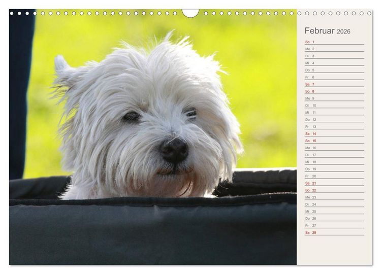 Produktbild: West Highland White Terrier - Selbstbewustes Powerpaket - der Westie (Wandkalender 2026 DIN A3 quer), CALVENDO Monatskalender