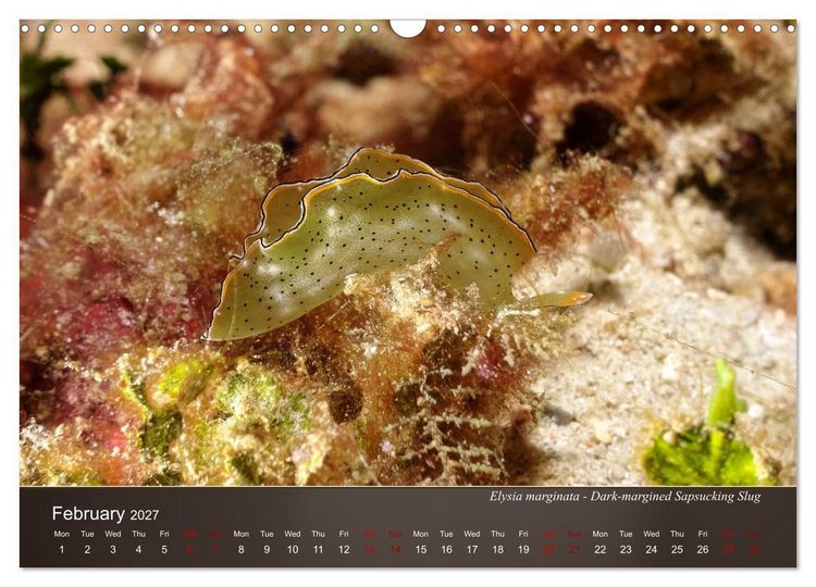 Produktbild: Nudibranchs on the ocean floor (Wall Calendar 2027 DIN A3 landscape), CALVENDO 12 Month Wall Calendar