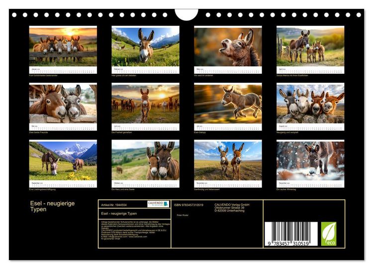 Produktbild: Esel - neugierige Typen (Wandkalender 2026 DIN A4 quer), CALVENDO Monatskalender