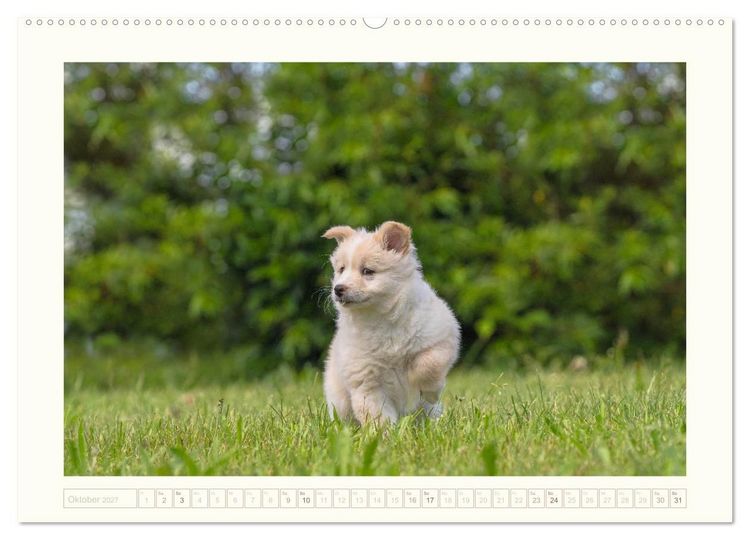Produktbild: Kleine Islandhunde entdecken die Welt (hochwertiger Premium Wandkalender 2027 DIN A2 quer), Kunstdruck in Hochglanz