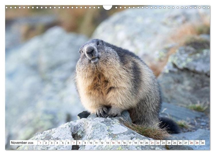 Produktbild: Unterwegs in den Hochalpen - Das Alpenmurmeltier im Herbst (Wandkalender 2026 DIN A3 quer), CALVENDO Monatskalender
