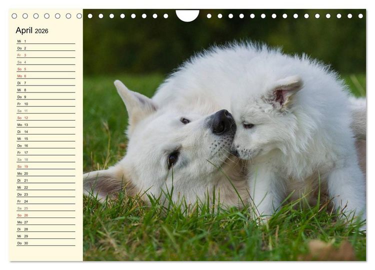 Produktbild: Wei&szlig;er Schweizer Sch&auml;ferhund - Ein Tag im Leben einer Hundefamilie (Wandkalender 2026 DIN A4 quer), CALVENDO Monatskalender