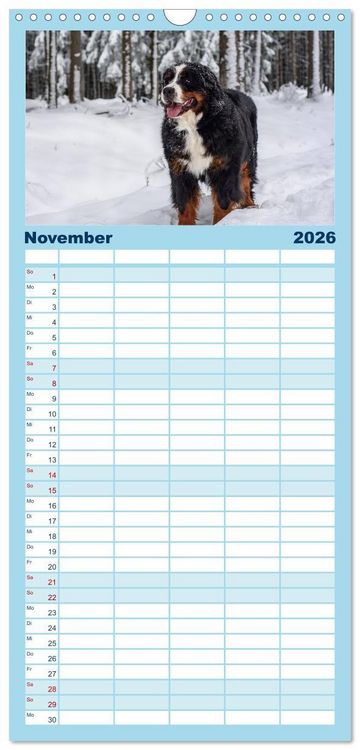 Produktbild: Familienplaner 2026 - Berner Sennenhunde - Faszinierende Herzensbrecher mit 5 Spalten (Wandkalender, 21 x 45 cm) CALVENDO