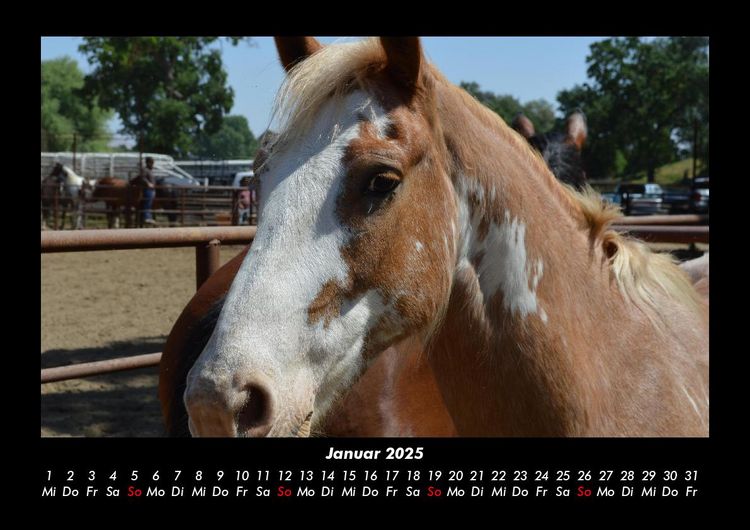 Produktbild: Die Welt der Pferde 2025 Fotokalender DIN A3