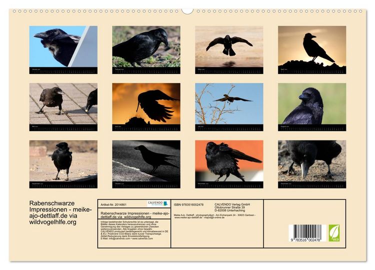 Produktbild: Rabenschwarze Impressionen - meike-ajo-dettlaff.de via wildvogelhlfe.org (hochwertiger Premium Wandkalender 2026 DIN A2 quer), Kunstdruck in Hochglanz