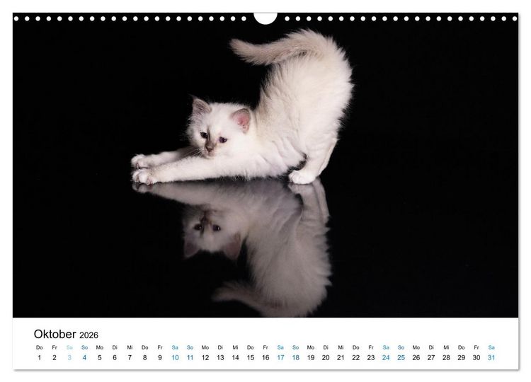 Produktbild: Heilige Birma Kitten - ein Traum auf wei&szlig;en Pf&ouml;tchen (Wandkalender 2026 DIN A3 quer), CALVENDO Monatskalender
