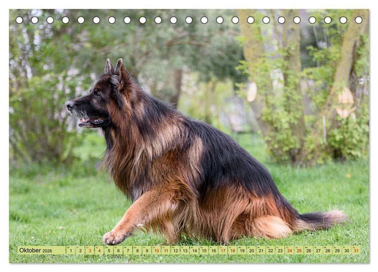 Produktbild: Altdeutsche Sch&auml;ferhunde - Traumhafte Sch&auml;ferhunde Langstockhaar (Tischkalender 2026 DIN A5 quer), CALVENDO Monatskalender