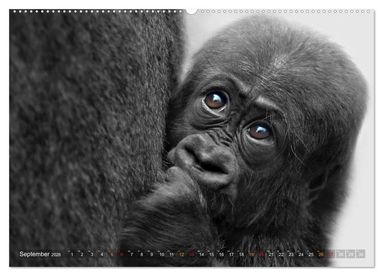 Produktbild: MENSCHENAFFENKINDER 2 (Wandkalender 2026 DIN A2 quer), CALVENDO Monatskalender