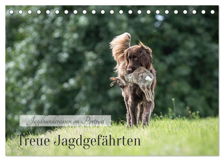 Produktbild: Treue Jagdgef&auml;hrten - Jagdhunderassen im Portrait (Tischkalender 2026 DIN A5 quer), CALVENDO Monatskalender
