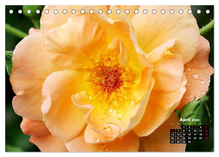 Produktbild: Magie der Rosen (Tischkalender 2026 DIN A5 quer), CALVENDO Monatskalender