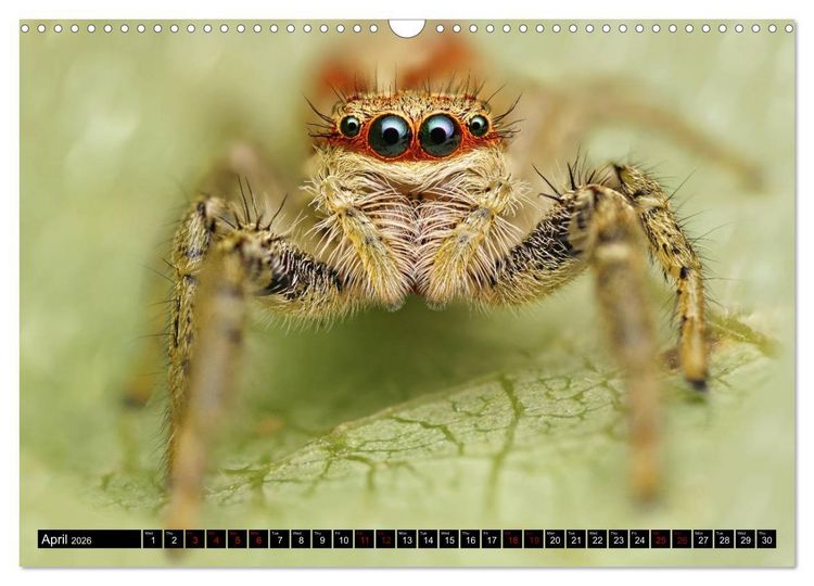 Produktbild: Jumping Spiders (Wall Calendar 2026 DIN A3 landscape), CALVENDO 12 Month Wall Calendar